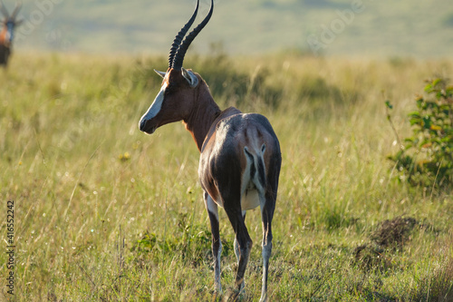 Blesbok on safari, on a hot summer's day in South Africa