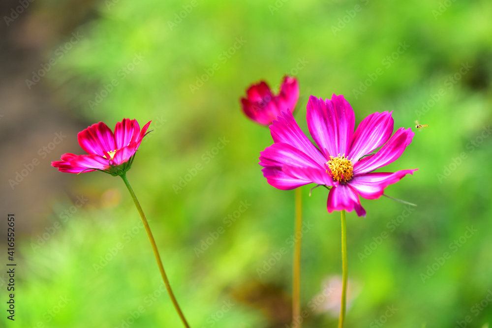 In spring, beautiful colorful wild flowers are in bloom In spring, beautiful colorful wild flowers are in bloom