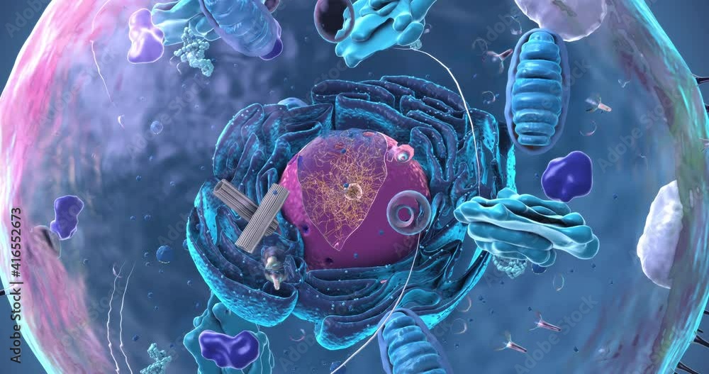 Seamless Loop Of The Components Of An Eukaryotic Cell Nucleus And Organelles And Plasma