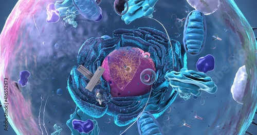 Seamless loop of the components of an eukaryotic cell, nucleus and organelles and plasma membrane - 3d illustration photo