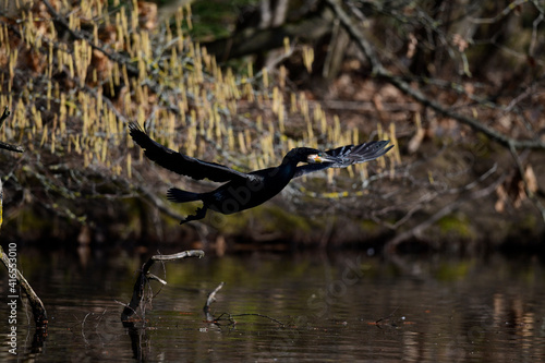 fliegender Kormoran // flying Great cormorant (Phalacrocorax carbo) photo