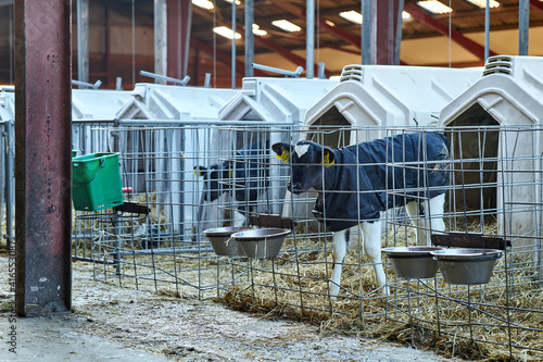 Baby Cows at a Dairy Farm in Denmark photo