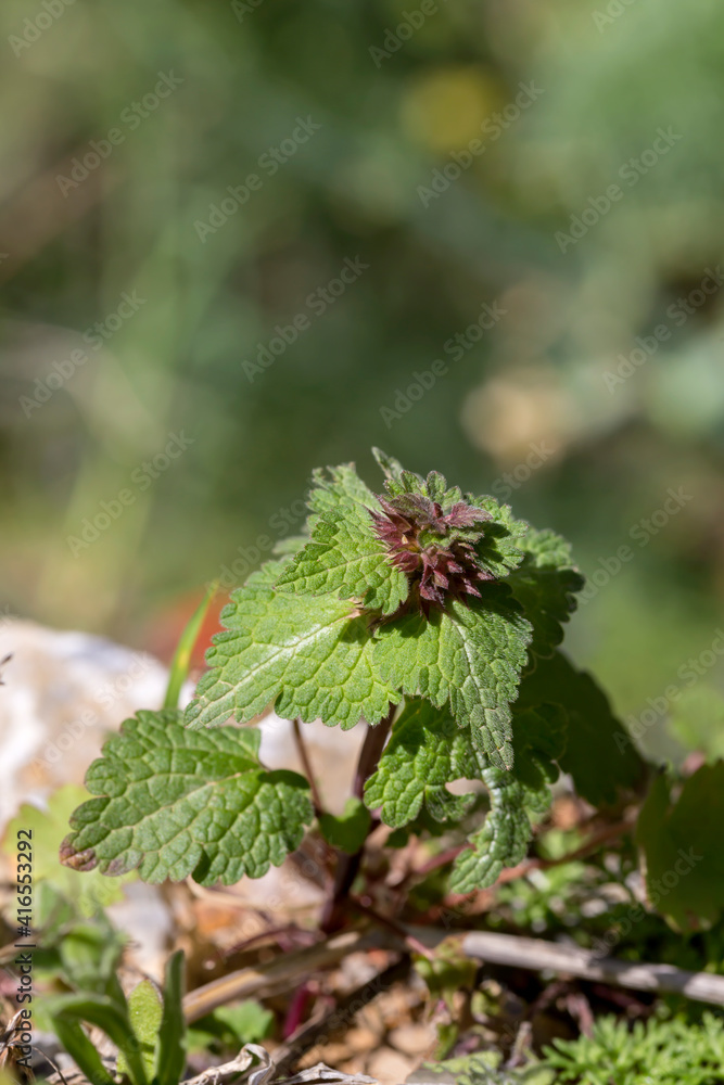 A low-growing plant (Lamium bifidum Cirillo) grows and blooms in the mountains A low-growing plant (Lamium bifidum Cirillo) grows and blooms in the mountains