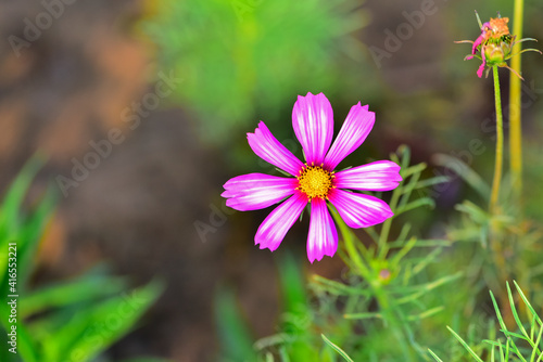 In spring, beautiful colorful wild flowers are in bloom