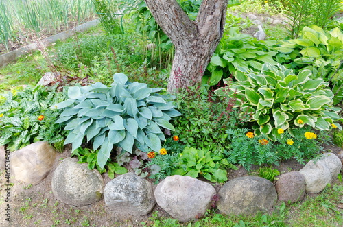 Shade-tolerant plants in a flowerbed in the trunk circle