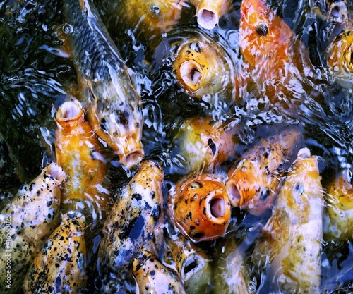 close up of a fish