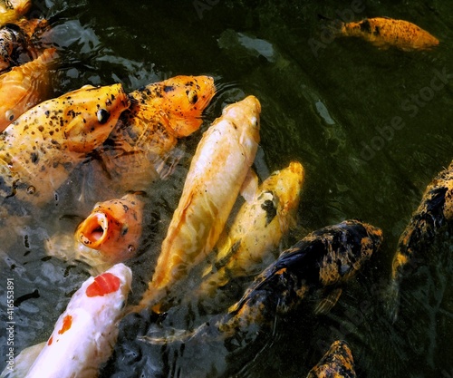 fish in the pond