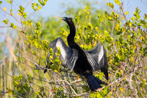 Adult male anhinga (Anhinga anhinga), wings spread, in mangroves beside the Anhinga Trail, Everglades National Park, Florida, United States of America, North America