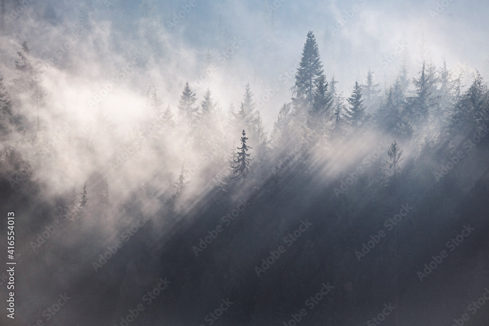 Fog and cloud rake through the trees of a forest in autumn, near Rossland, British Columbia, Canada, North America Fog and cloud rake through the trees of a forest in autumn, near Rossland, British Columbia, Canada, North America