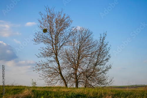 Lonely bare tree on the edge of the hill in spring  landscape with the blue sky