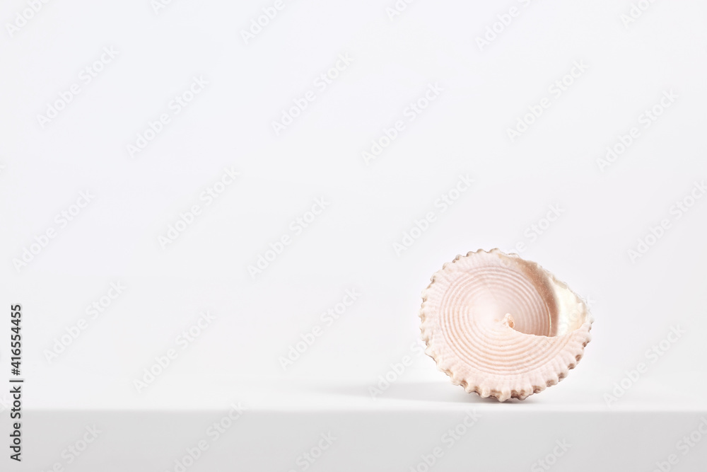 sea spiral shell on a light background, place for text, one of the series sea spiral shell on a light background, place for text, one of the series