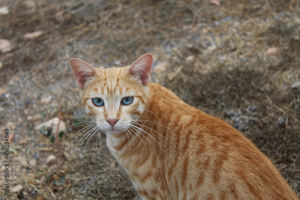 gato gato