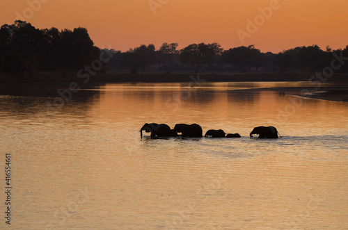 Silhouette of elephants (Loxodonta) crossing the river in the morning light, South Luangwa National Park, Zambia, Africa photo