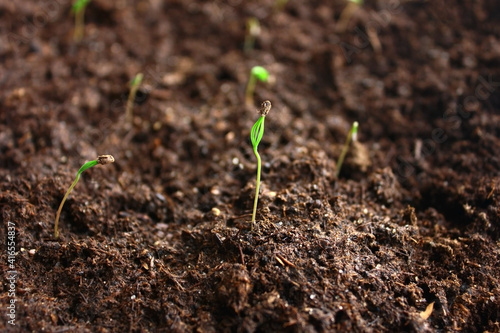 A small pine sprout grows in the soil.