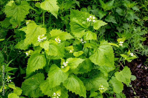 Valokuva A wild garlic mustard plant Alliaria petiolata in blooms