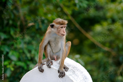 Sitting monkey © Filipovich