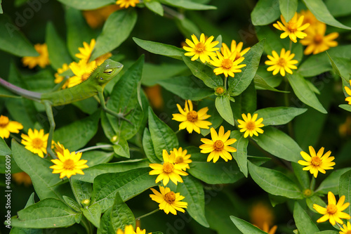 Green Lizard over yellow flowers