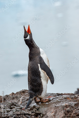 Gentoo peguin vocalizing, Antarctica, Polar Regions photo