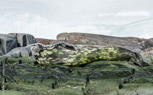 Crabeater seal camouflaged in algae, Antarctica, Polar Regions