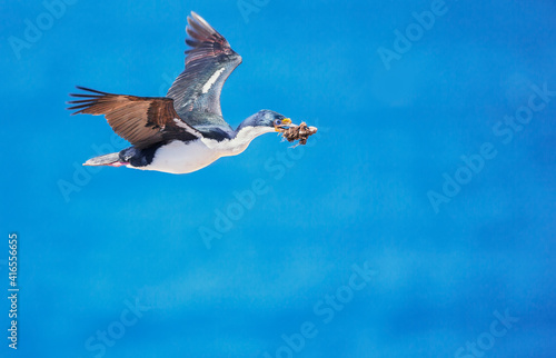 Imperial shag (Leucocarbo atriceps) in flight carrying nesting material, Sea Lion Island, Falkland Islands, South America