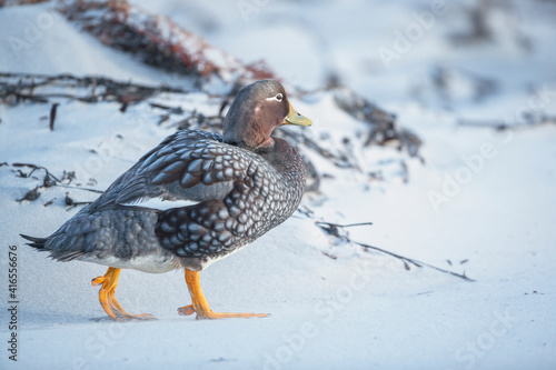 Steamer duck (Tachyeres brachypterus), Sea Lion Island, Falkland Islands, South America photo