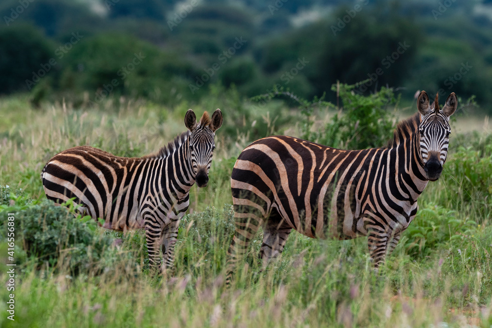 Grant's zebra (Equus quagga boehmi), Tsavo, Kenya, East Africa, Africa Grant's zebra (Equus quagga boehmi), Tsavo, Kenya, East Africa, Africa