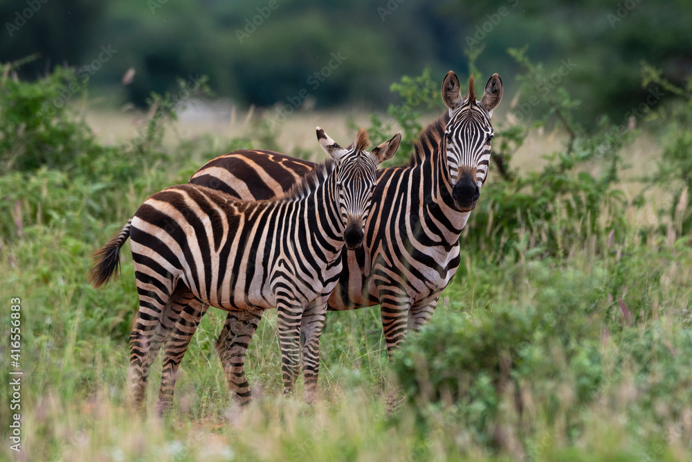 Grant's zebra (Equus quagga boehmi), Tsavo, Kenya, East Africa, Africa Grant's zebra (Equus quagga boehmi), Tsavo, Kenya, East Africa, Africa
