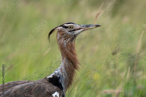 Kori bustard (Ardeotis kori), Tsavo, Kenya, East Africa, Africa