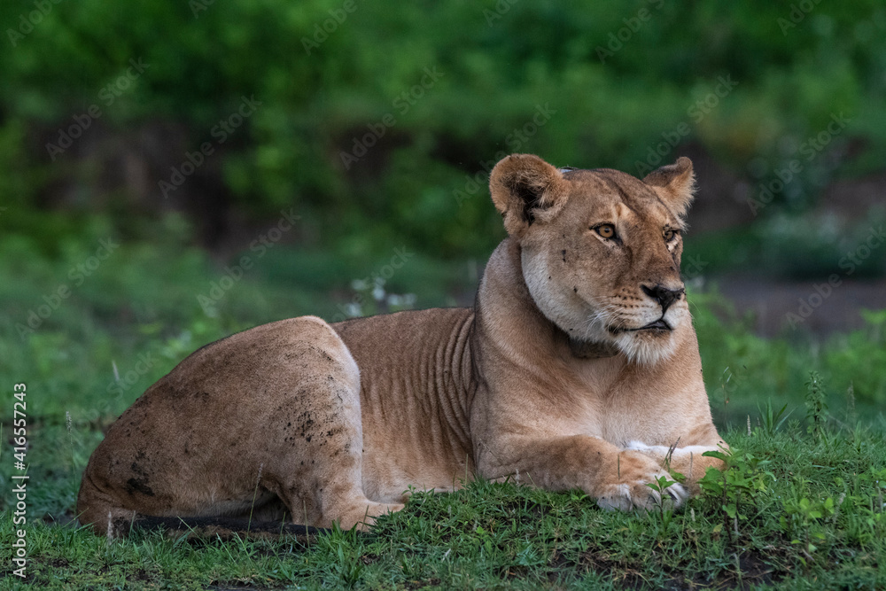A GPS-collared lioness (Panthera leo), Ndutu, Ngorongoro Conservation Area, Serengeti, Tanzania, East Africa, Africa A GPS-collared lioness (Panthera leo), Ndutu, Ngorongoro Conservation Area, Serengeti, Tanzania, East Africa, Africa