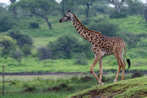 Masai giraffe (Giraffa camelopardalis tippelskirchi), Ndutu, Ngorongoro Conservation Area, UNESCO World Heritage Site, Serengeti, Tanzania, East Africa, Africa photo