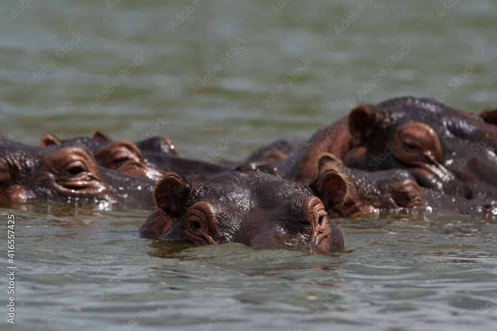 Hippopotamus (Hippopotamus amphibius), Lake Jipe, Tsavo, Kenya, East Africa, Africa Hippopotamus (Hippopotamus amphibius), Lake Jipe, Tsavo, Kenya, East Africa, Africa