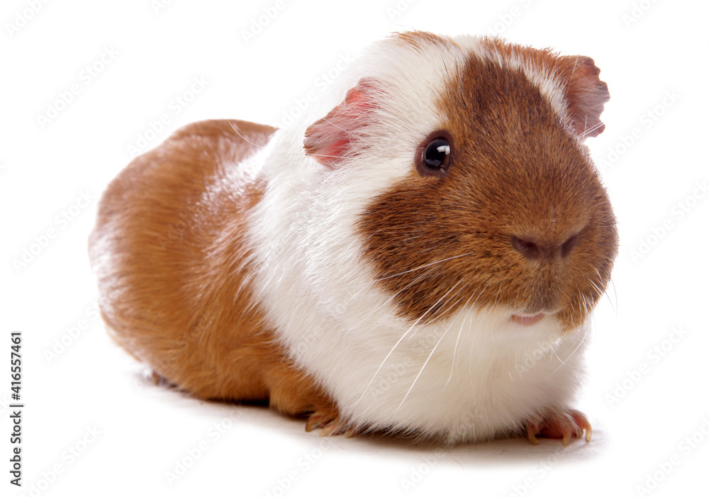 Domestic Guinea Pig Domestic Guinea Pig