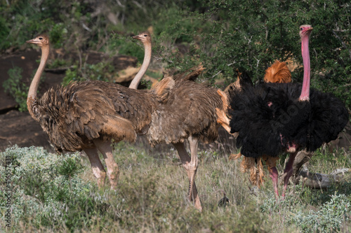 Ostrich (Struthio camelus), Tsavo, Kenya, East Africa, Africa