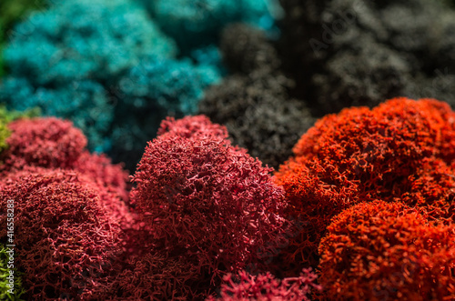 Fototapeta Naklejka Na Ścianę i Meble -  Colored designer decorative moss
