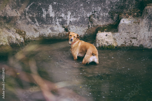 Dog in the water looking at the camera