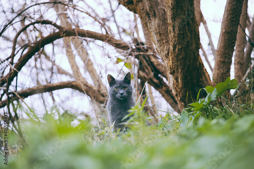 Grey cat in the grass with green eyes