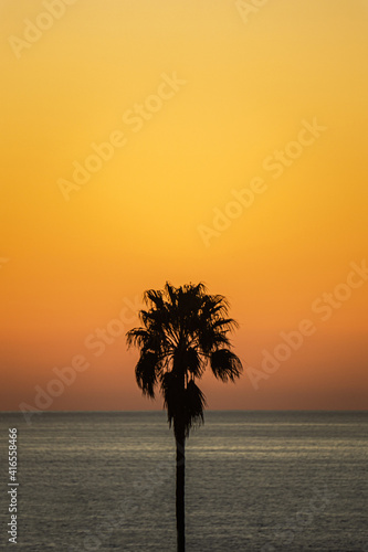 Palm tree by the sea in the sunset