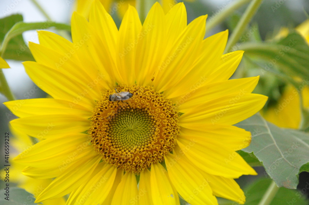 bee bee