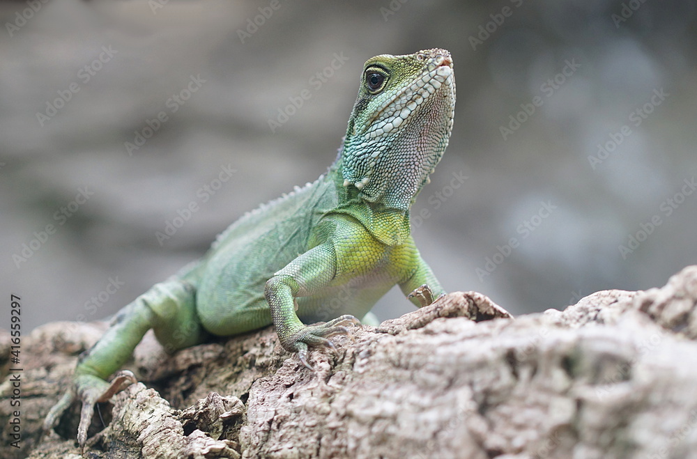 Fototapeta premium portrait of green iguana, big lizard sitting on tree branch