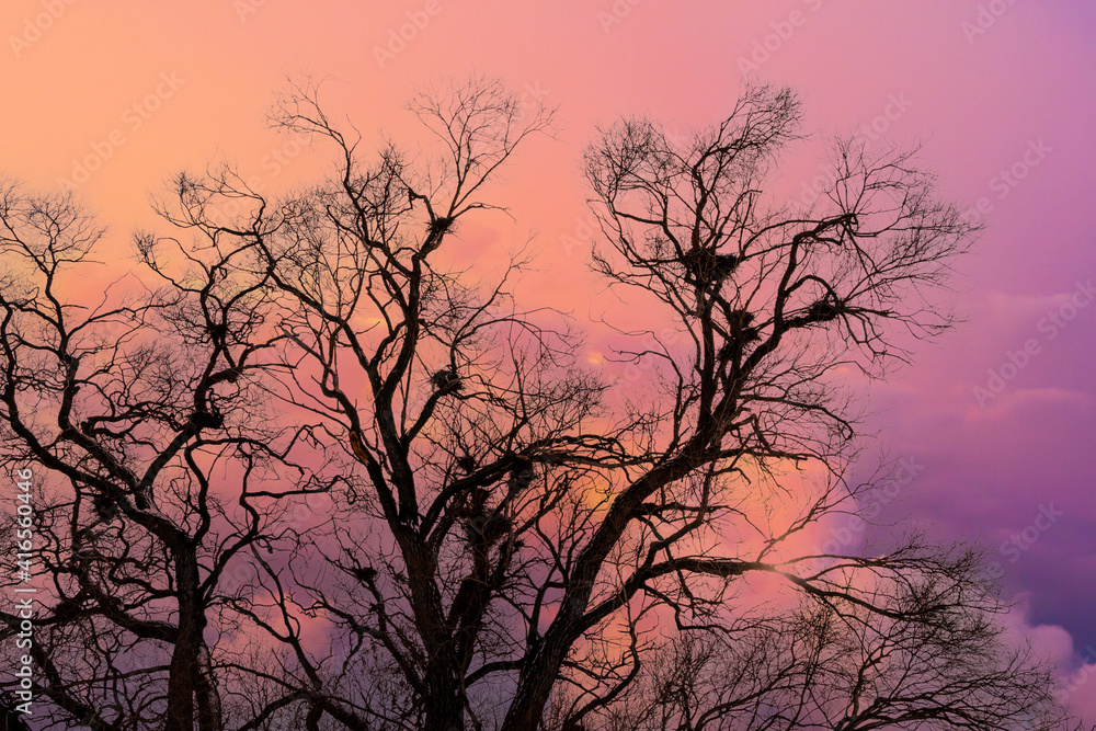 Crown of a tree with rooks nests. Stock Photo | Adobe Stock