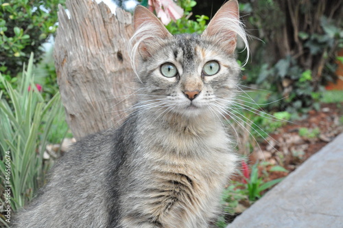 cat