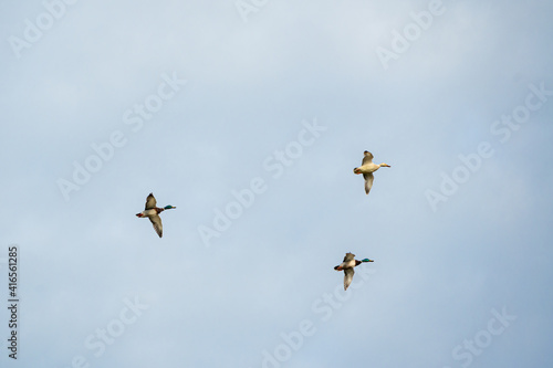 Mallard ducks in flight