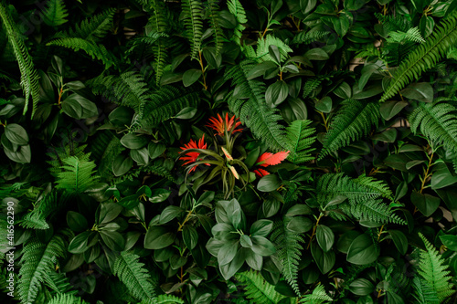 closeup nature view of green leaf and palms background. Flat lay, tropical leaf Used as a background
