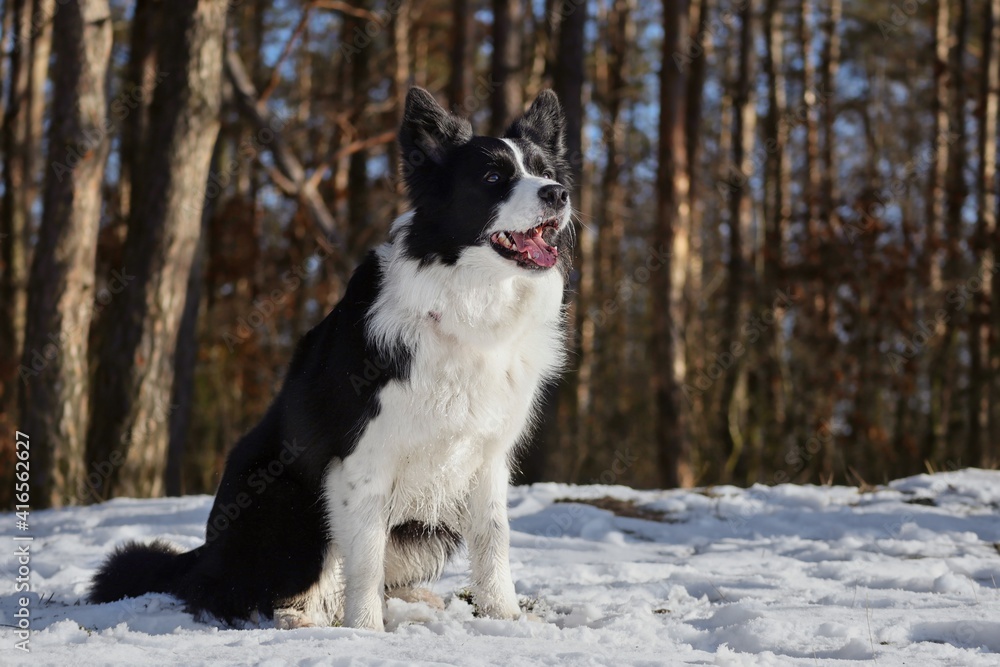 Happy Border Collie Sits in the Winter Forest during Sunny Day. Adorable Black and White Dog Smiles in Nature. Happy Border Collie Sits in the Winter Forest during Sunny Day. Adorable Black and White Dog Smiles in Nature.