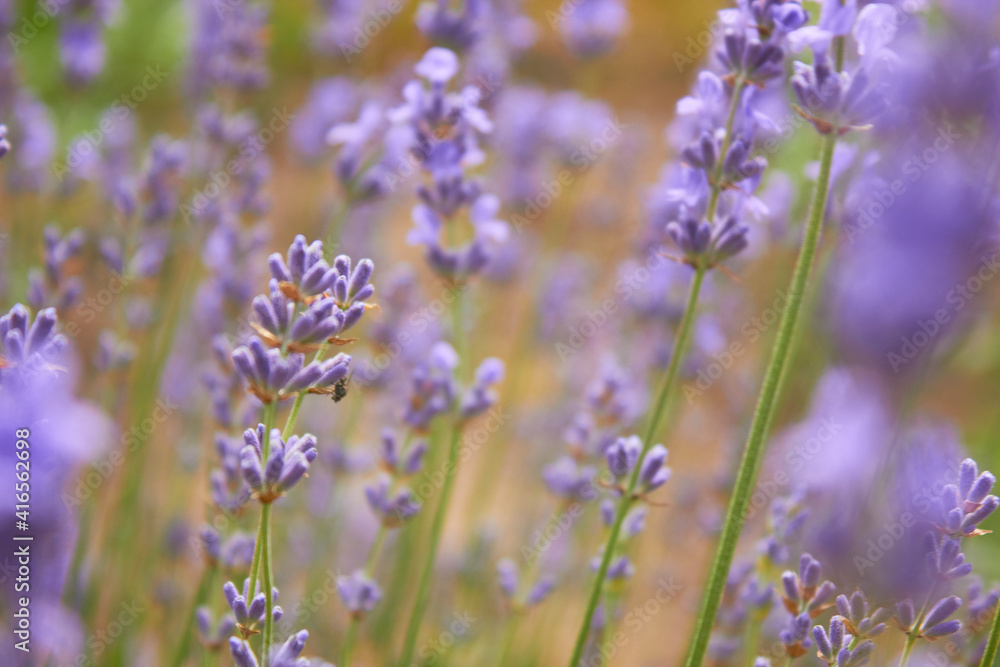 Blooming lavender in summer. Purple fragrant flowers on the field. Aromatherapy. Nature cosmetics. Blooming lavender in summer. Purple fragrant flowers on the field. Aromatherapy. Nature cosmetics.