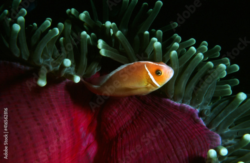 Anemone Fish Next to Beautiful Crimson Anemone photo