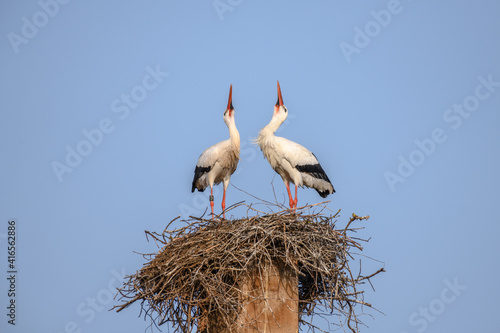 White stork in courtship period in early spring