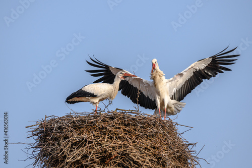 Foto White stork in courtship period in early spring
