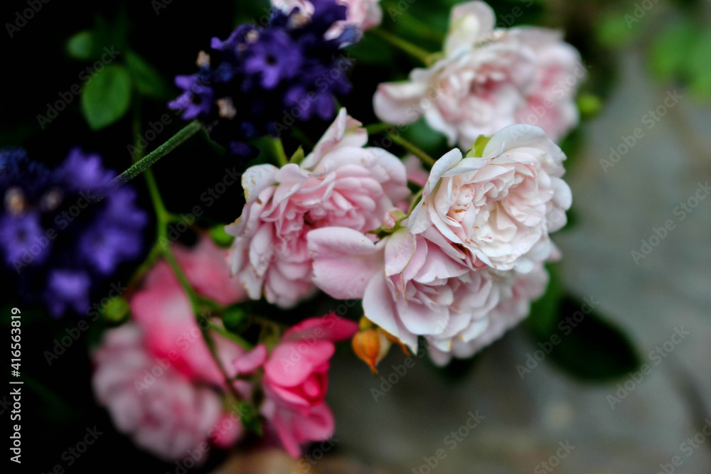 pink roses with dark green leaves and lavender in garden pink roses with dark green leaves and lavender in garden
