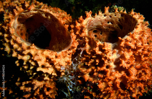 Two Orange Sponges Micronesia Chuuk Lagoon Filter Feeding photo